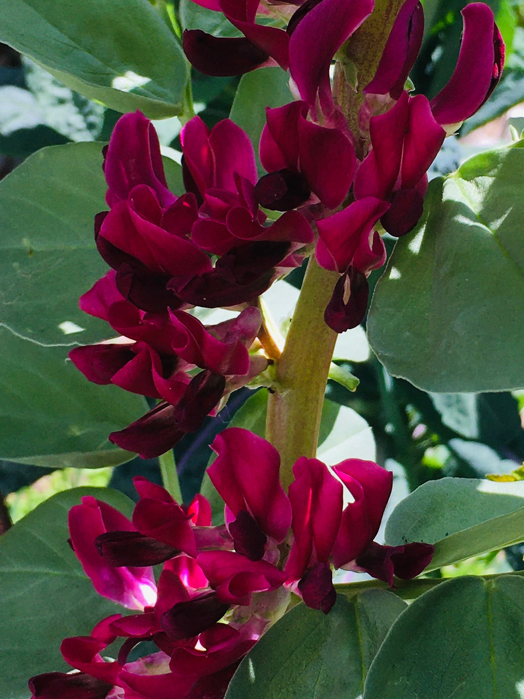 Crimson flowered Fava Bean