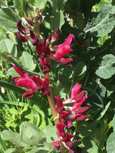 Load image into Gallery viewer, Crimson flowered Fava Bean
