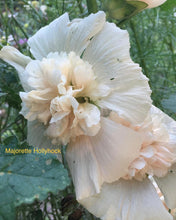 Load image into Gallery viewer, Hollyhock “Majorette”
