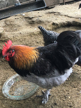 Load image into Gallery viewer, French Blue Copper Marans
