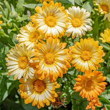 Load image into Gallery viewer, Calendula “Oopsy Daisy”

