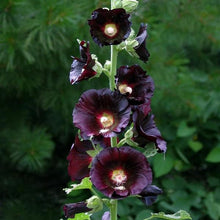 Load image into Gallery viewer, Hollyhock “The Watchman”
