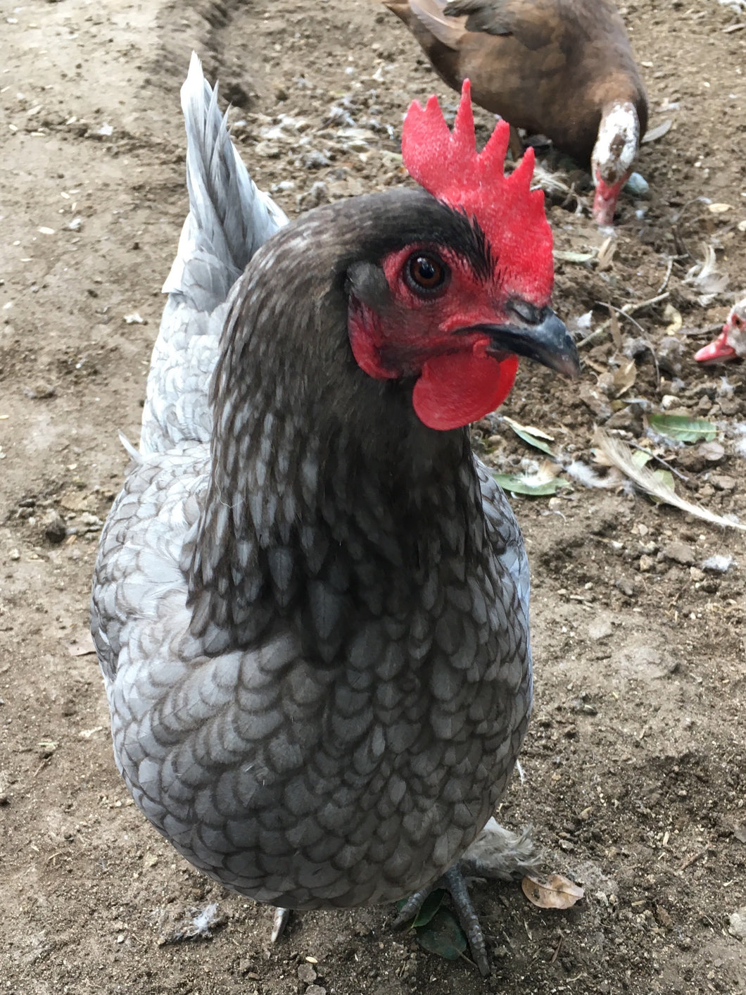 French Blue Copper Marans