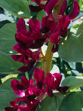 Load image into Gallery viewer, Crimson flowered Fava Bean
