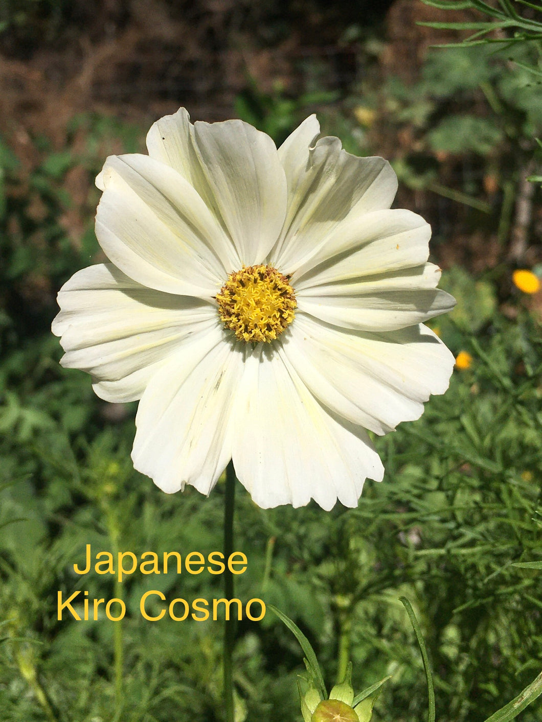Japanese Kiro Cosmos