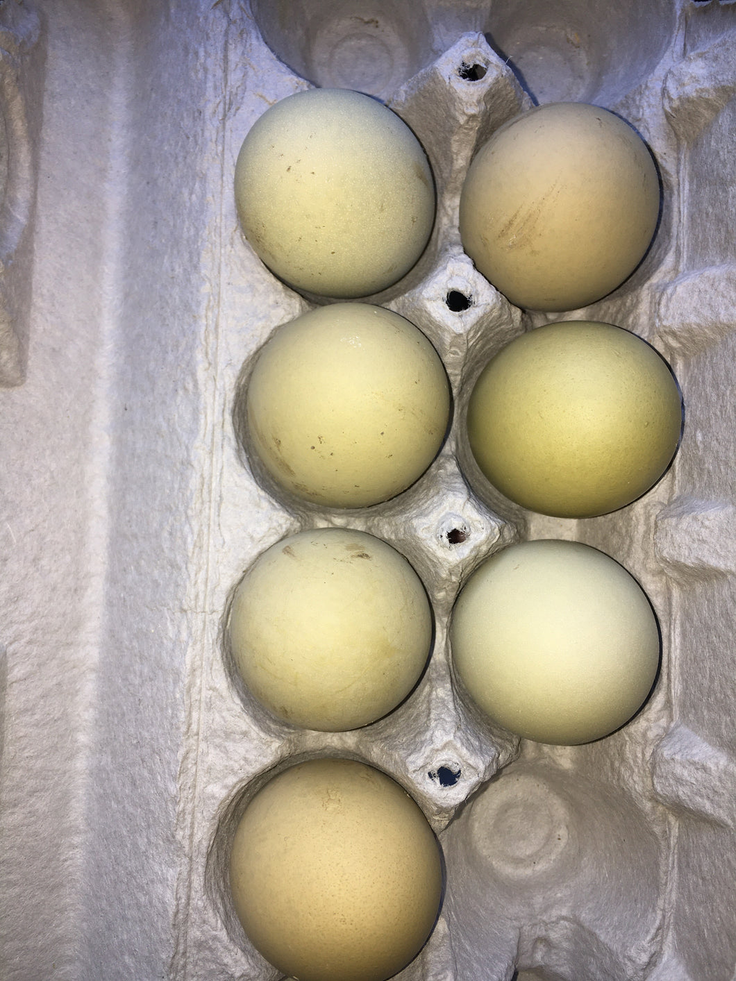 Olive Eggers